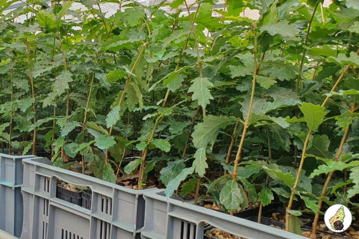 Planter des truffiers